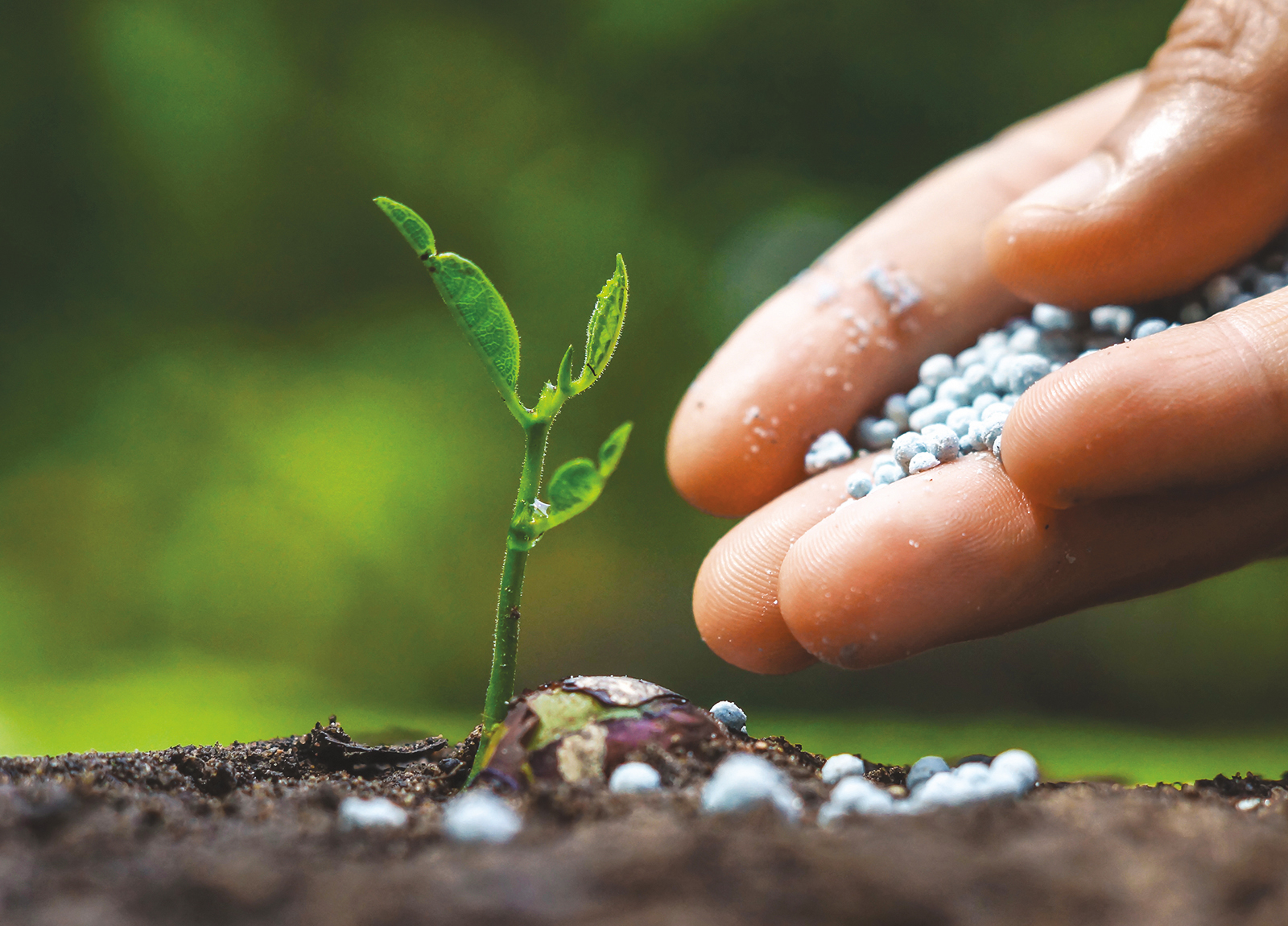 Main tenant une terre riche et fertile, prête pour la plantation